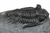 Kayserops megaspina Trilobite - Bou Lachrhal, Morocco #352616-1